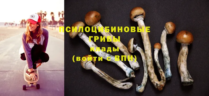 магазин  наркотиков  Инсар  Псилоцибиновые грибы Psilocybe 